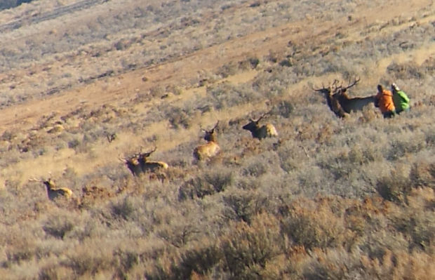 Stalking Elk